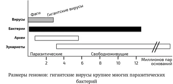 Амебы обычно поглощают вирусы и переваривают их Исключение составляют - фото 14