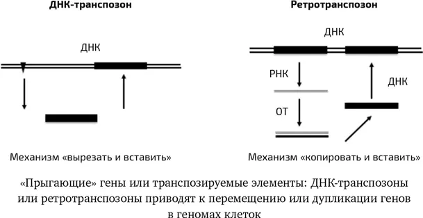 Экзогенные вирусы главным образом ретровирусы продолжают существовать в - фото 15