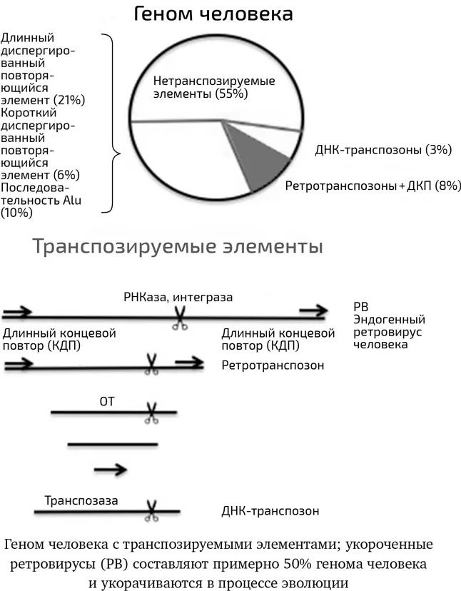 Еще более спортивными являются некоторые вырожденные вирусы которые делают - фото 17