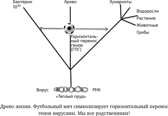 В настоящее время вирусы минимизировали образ жизни и зависят от клеток Но в - фото 20