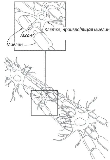 Рисунок 11 Отростки нейронов аксоны изолированы миелином чтобы - фото 12