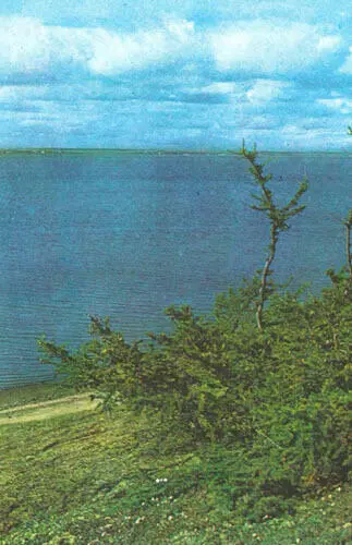 Самые северные в мире деревья лиственница даурская угнетенной формы - фото 88