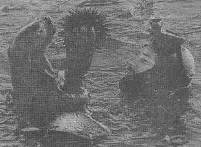 Калан берет морского ежа из рук ныряльщика Морские ежи пожирают бурые - фото 90
