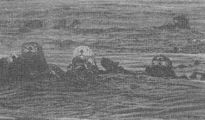 Морские выдры выходят из зарослей бурых водорослей на берег Прежде чем - фото 92