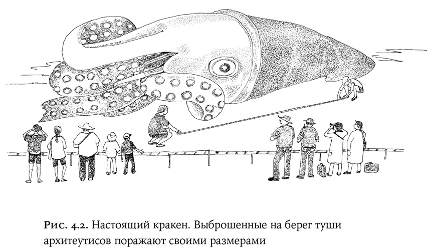 Опасны ли на самом деле гигантские кальмары для судов Возможно но только для - фото 16