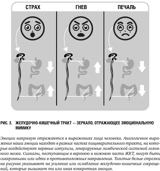 Чего мы никогда не видим это как проявляет эти эмоции наш пищеварительный - фото 4