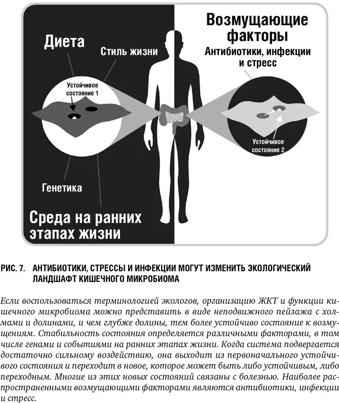 Состав микробиома пищеварительного тракта изучался в ходе нескольких - фото 8