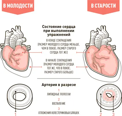 При выполнении упражнений молодое сердце между ударами в состоянии покоя - фото 50