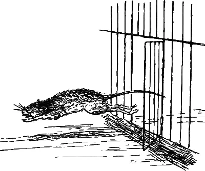 Я как угорелая метнулась из моей временной а Бобкиной постоянной тюрьмы и - фото 73