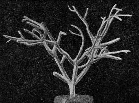 Коралл Он похож на дерево или на ветвистые оленьи рога в углублениях его жили - фото 11