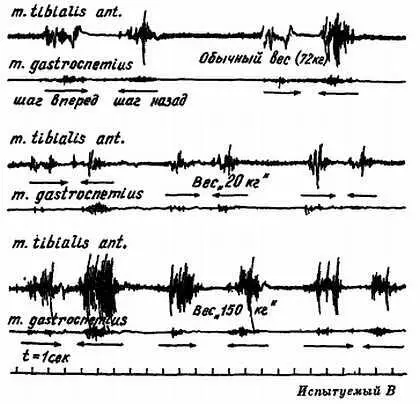Рис 33 Изменение электромиограммы передней и задней групп мышц голени при - фото 29