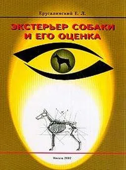 Ерусалимский Львович - Экстерьер собаки и его оценка