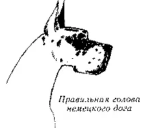 Рис 148 а Правильная голова немецкого дога Рис 148 б Сухая голова с - фото 158