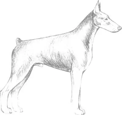 It wonders me what makes dog judging so fascinating and challenging To - фото 201
