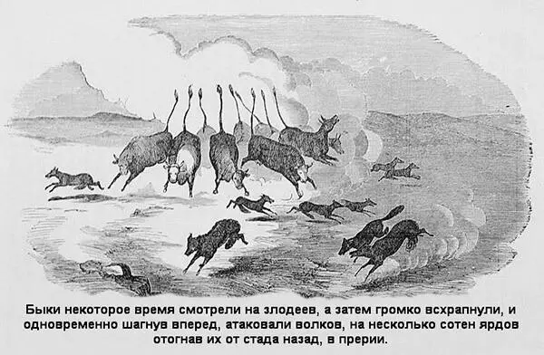 Глава XIV Прощай Дикси Прибыв в Вако я увидел что город просто лихорадит - фото 7