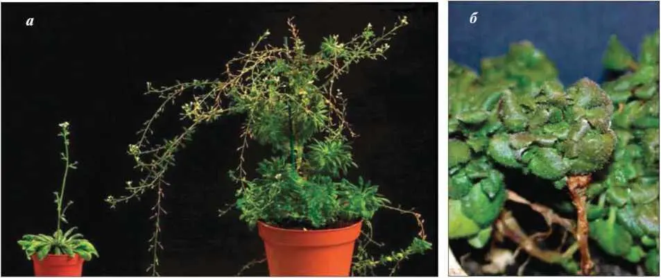 Рис II223Двойной мутант резушки Arabidopsis thaliana по генам socl и ful - фото 11
