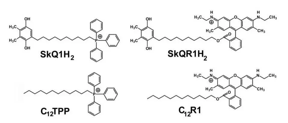 Рис II721Формулы восстановленных SkQ1 и SkQR1 а также их безхиноновых - фото 24