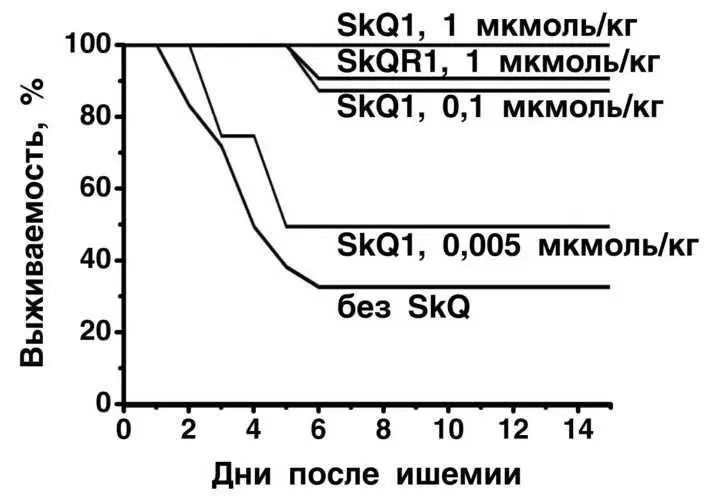 Рис II821SkQ спасает от гибели крыс с одной почкой после лишения - фото 39
