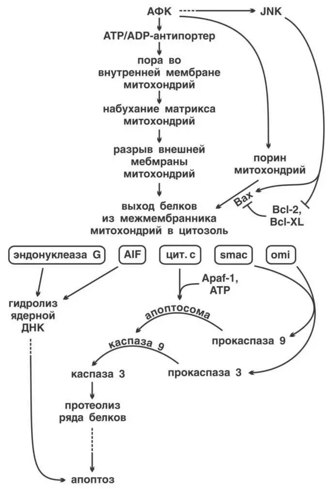 Рис II11Активация апопотоза активными формами кислорода Однако было бы - фото 45