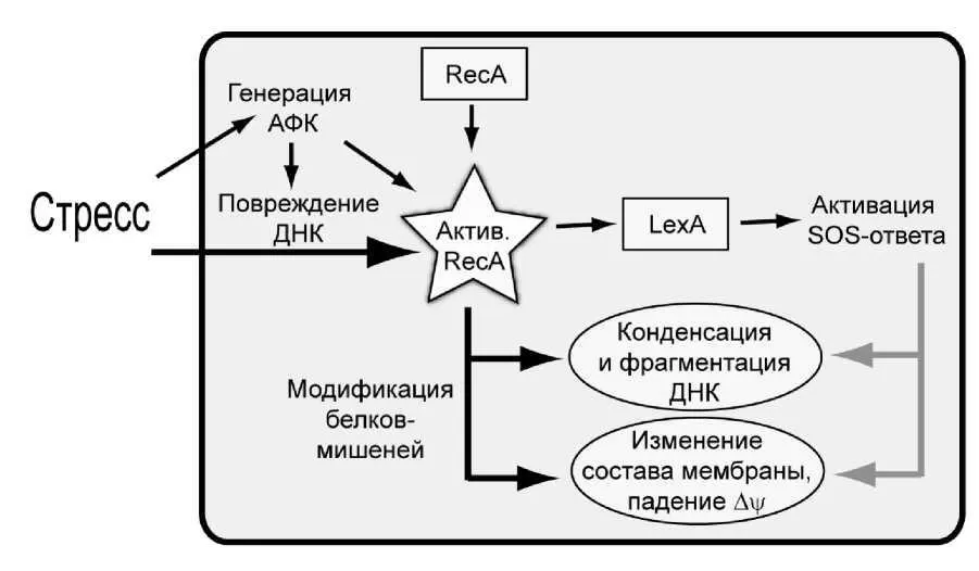 Рис II21Схема механизма запрограммированной гибели клеток кишечной палочки в - фото 46