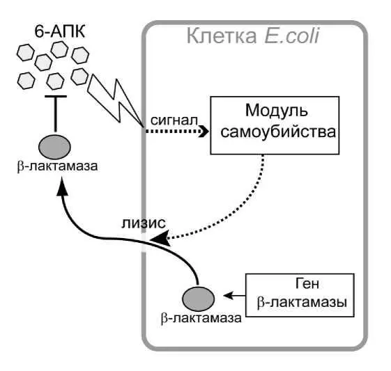 Рис II21Схема искусственно созданного Ю и соавторами механизма - фото 47