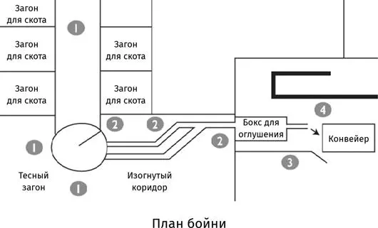 Когда вы входите на бойню то сначала идете мимо загонов где скот взвешивают и - фото 49