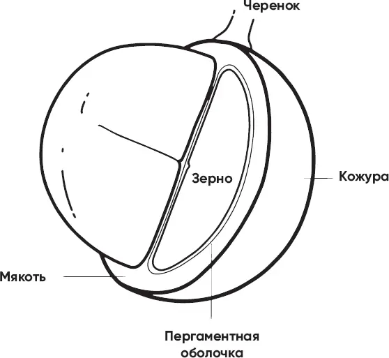 Внутри кофейной ягоды Идентификация растений Существует масса различных - фото 2