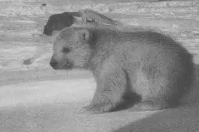Вдоль косы по припаю брел крупный статный зверь Нас медведь не удостоил своим - фото 80