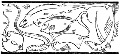 Рис из книги Браса У Халстида Ядовитые морские животные Море влечет к - фото 150