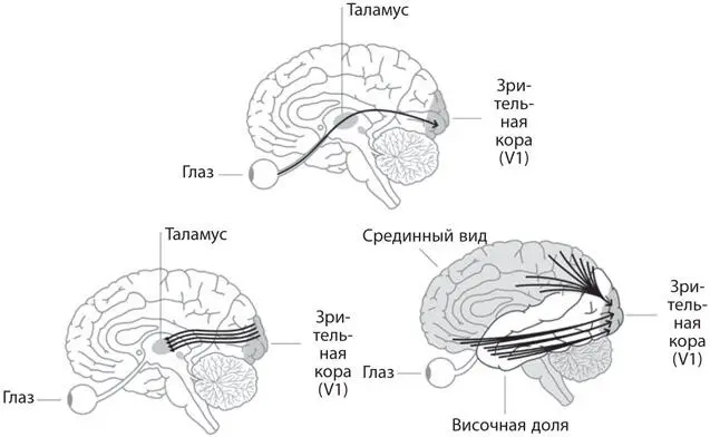 Рис 41Ваш мозг содержит полную карту поля зрения Одна карта расположена в - фото 14
