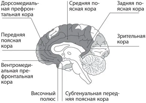 Рис 44Зоны коры интероцептивной системы Зоны регуляции телесных ресурсов - фото 17