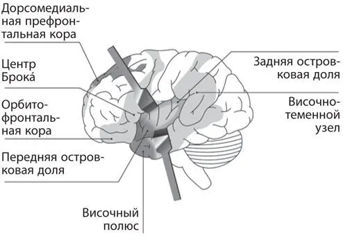 Рис 44Зоны коры интероцептивной системы Зоны регуляции телесных ресурсов - фото 18