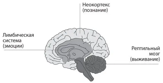 Рис 47Идея триединого мозга где так называемая когнитивная цепь - фото 21