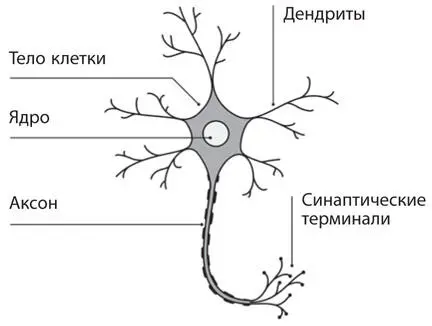 Рис A1Нейроны могут быть разной формы но у каждого есть тело один длинный - фото 32