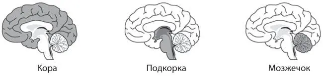 Рис A3Три основные части мозга Рис A4Доли в коре головного мозга Для - фото 34