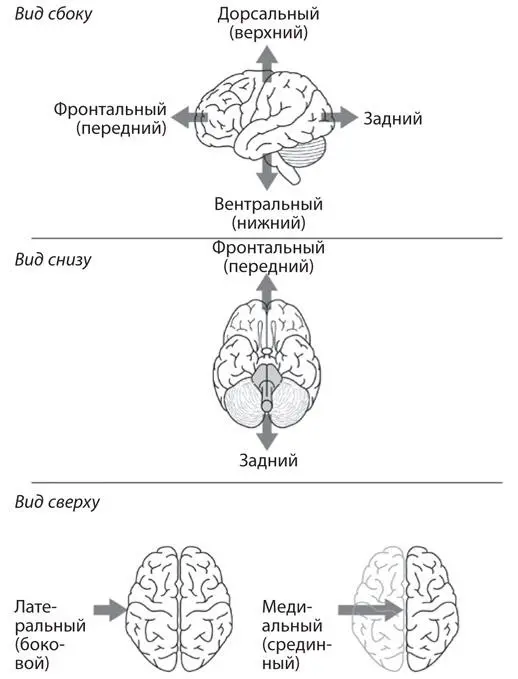Рис A5Дорожные знаки для мозга Фронтальный расположенный спереди задний - фото 36
