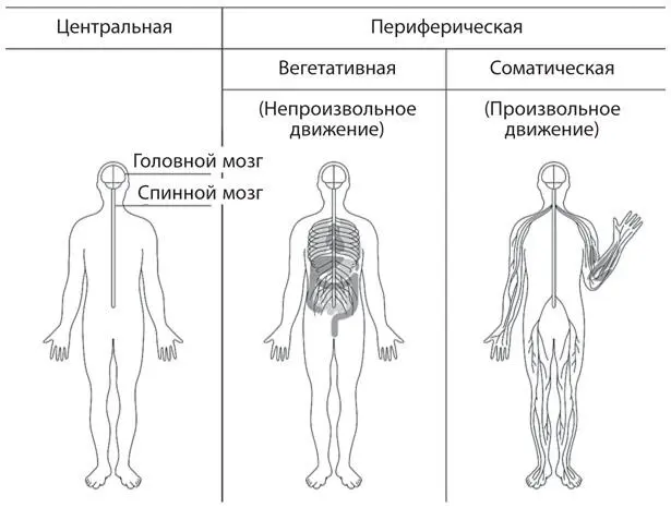Рис A6Компоненты нервной системы человека Приложение 2 Дополнение для главы - фото 37