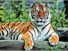 Полосы на шкуре тигра вызваны близкими к реакции Белоусова Жаботинского - фото 5