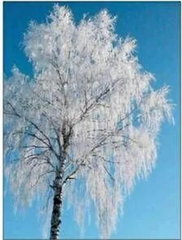 Юрий Фролов - Когда холодно даже деревьям