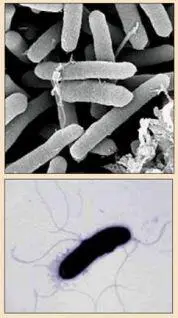 Бактерии Pseudomonas syringae мастерски владеют холодным вернее ледяным - фото 3