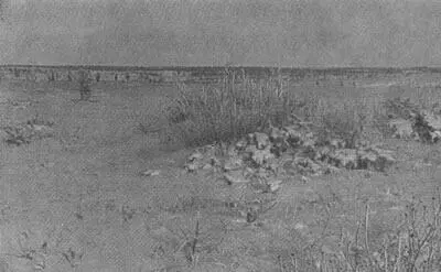 Тундра в районе поселка Волочанка Девочкинганасанки В оленеводчес - фото 105