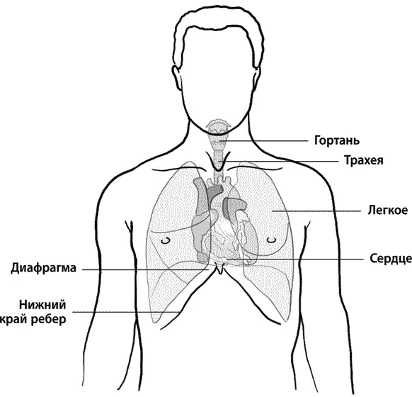 Рис 1 Расположение сердца и легких в грудной клетке Таким образом количество - фото 1