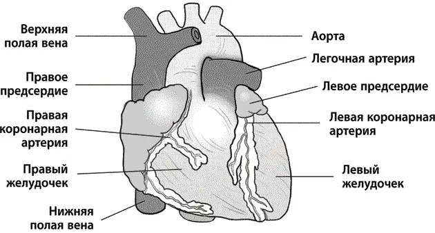 Рис 2 Сердце человека вид спереди На уроках биологии в школе я узнал что - фото 2