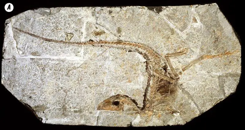 Рис 184Синозавроптерикс нелетающий оперённый динозавр из ляонинских - фото 134