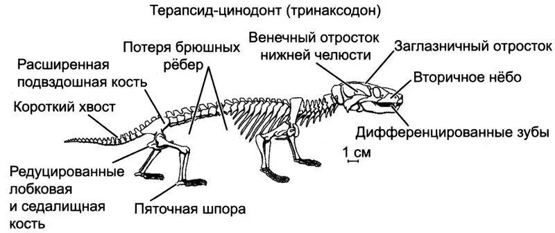 Рис 191Эволюция скелета синапсид от примитивных пеликозавров в частности - фото 141