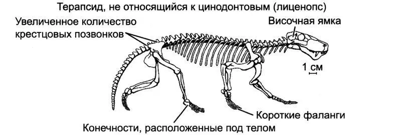 Рис 191Эволюция скелета синапсид от примитивных пеликозавров в частности - фото 142