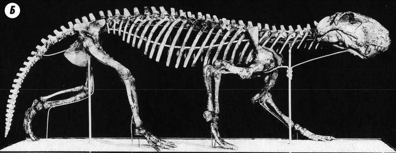 Рис 192Скелеты типичных синапсид А пеликозавр диметродон с гребнем на - фото 145