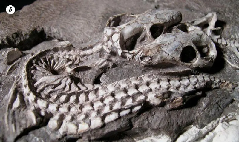 Рис 195Тринаксодон жил в раннем триасе Это был высокоразвитый цинодонт - фото 149