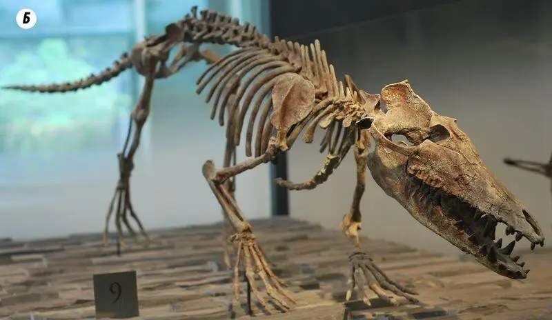 Рис 204Амбулоцет ходящий плавающий кит А наиболее полный скелет и - фото 155