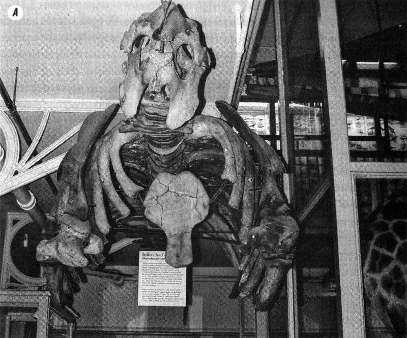 Рис 216Стеллерова морская корова А скелет выставленный в Музее - фото 164